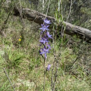 Thelymitra megcalyptra at Brindabella, NSW - 3 Nov 2020