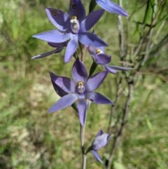 Thelymitra megcalyptra at Brindabella, NSW - 3 Nov 2020