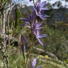 Thelymitra megcalyptra at Brindabella, NSW - 3 Nov 2020