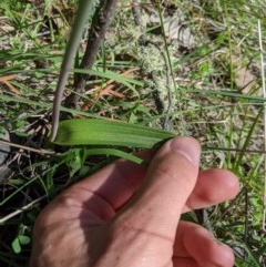 Thelymitra megcalyptra at Brindabella, NSW - 3 Nov 2020