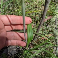 Thelymitra megcalyptra at Brindabella, NSW - 3 Nov 2020