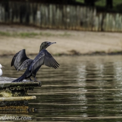 Phalacrocorax sulcirostris (Little Black Cormorant) at Lake Burley Griffin West - 31 Oct 2020 by JonSteinbeck