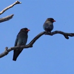 Eurystomus orientalis (Dollarbird) at Hughes, ACT - 3 Nov 2020 by JackyF