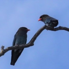 Eurystomus orientalis at Hughes, ACT - 3 Nov 2020