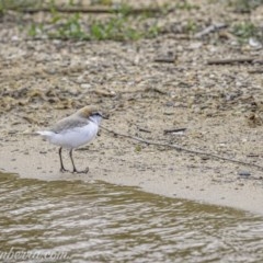 Anarhynchus ruficapillus (Red-capped Plover) at Yarralumla, ACT - 30 Oct 2020 by BIrdsinCanberra