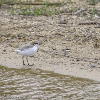 Anarhynchus ruficapillus (Red-capped Plover) at Yarralumla, ACT - 31 Oct 2020 by BIrdsinCanberra