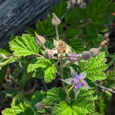 Rubus parvifolius (Native Raspberry) at Red Hill, ACT - 3 Nov 2020 by JackyF