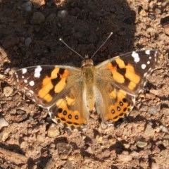 Vanessa kershawi (Australian Painted Lady) at Hughes, ACT - 3 Nov 2020 by JackyF