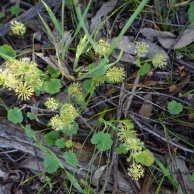 Hydrocotyle laxiflora (Stinking Pennywort) at Hughes, ACT - 3 Nov 2020 by JackyF