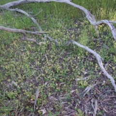 Hydrocotyle laxiflora at Hughes, ACT - 3 Nov 2020