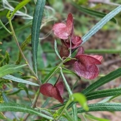 Dodonaea viscosa (Hop Bush) at Deakin, ACT - 3 Nov 2020 by JackyF