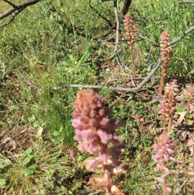 Orobanche minor (Broomrape) at Ainslie, ACT - 1 Nov 2020 by ADP