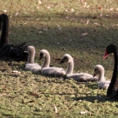 Cygnus atratus (Black Swan) at Splitters Creek, NSW - 3 Nov 2020 by PaulF