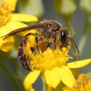 Lasioglossum (Parasphecodes) sp. (genus & subgenus) at Acton, ACT - 3 Nov 2020