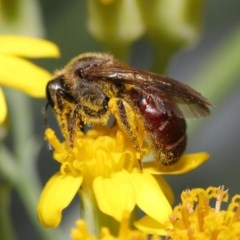 Lasioglossum (Parasphecodes) sp. (genus & subgenus) at Acton, ACT - 3 Nov 2020