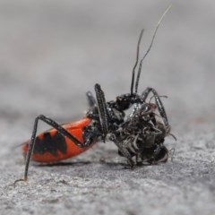 Reduviidae (family) (An assassin bug) at ANBG - 2 Nov 2020 by TimL