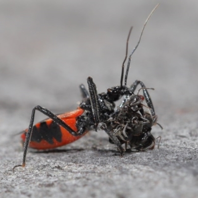 Reduviidae (family) (An assassin bug) at Downer, ACT - 3 Nov 2020 by TimL