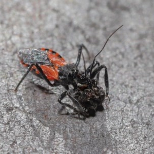 Reduviidae (family) at Downer, ACT - 3 Nov 2020 10:36 AM