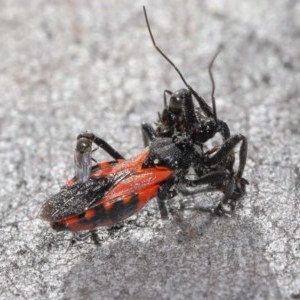 Reduviidae (family) at Downer, ACT - 3 Nov 2020 10:36 AM