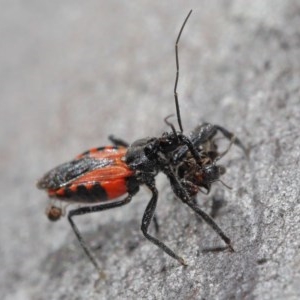 Reduviidae (family) at Downer, ACT - 3 Nov 2020 10:36 AM