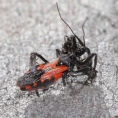 Milichiidae (family) (Freeloader fly) at Downer, ACT - 2 Nov 2020 by TimL