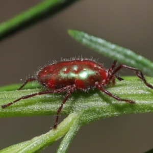 Rainbowia sp. (genus) at Acton, ACT - 3 Nov 2020