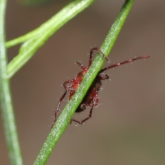 Rainbowia sp. (genus) at Acton, ACT - 3 Nov 2020