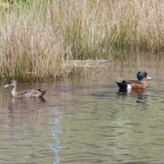 Anas castanea (Chestnut Teal) at Black Range, NSW - 3 Nov 2020 by MatthewHiggins