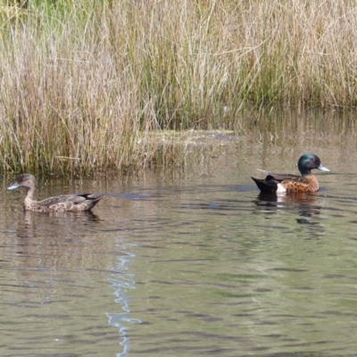 Anas castanea (Chestnut Teal) at Black Range, NSW - 3 Nov 2020 by MatthewHiggins