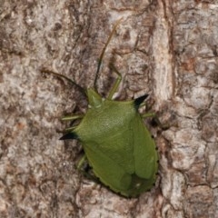 Biprorulus bibax at Melba, ACT - 3 Nov 2020 11:05 PM