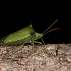 Biprorulus bibax at Melba, ACT - 3 Nov 2020 11:05 PM