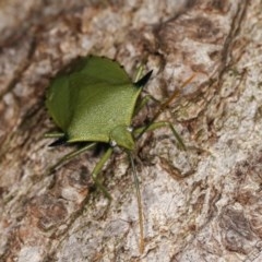 Biprorulus bibax at Melba, ACT - 3 Nov 2020 11:05 PM