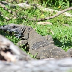 Varanus varius (Lace Monitor) at Bournda, NSW - 2 Nov 2020 by RossMannell