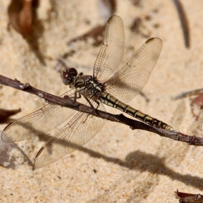 Orthetrum caledonicum (Blue Skimmer) at Bournda Environment Education Centre - 30 Oct 2020 by RossMannell