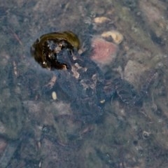 Unidentified Frog at Bournda, NSW - 2 Nov 2020 by RossMannell