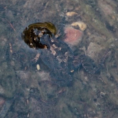 Crinia signifera at Bournda, NSW - 2 Nov 2020 by RossMannell