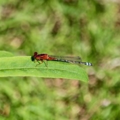 Xanthagrion erythroneurum (Red & Blue Damsel) at Bournda, NSW - 2 Nov 2020 by RossMannell