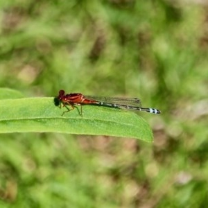 Xanthagrion erythroneurum at Bournda, NSW - 2 Nov 2020 02:25 PM