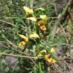 Diuris sulphurea (Tiger Orchid) at Tuggeranong Hill - 3 Nov 2020 by Owen