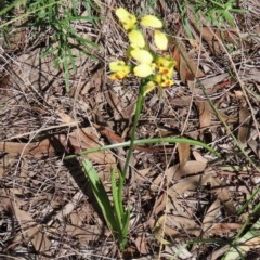 Diuris sulphurea at Theodore, ACT - 4 Nov 2020