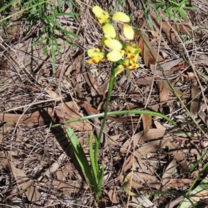 Diuris sulphurea at Theodore, ACT - 4 Nov 2020