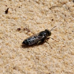 Bembix sp. (genus) (Unidentified Bembix sand wasp) at Bournda Environment Education Centre - 2 Nov 2020 by RossMannell