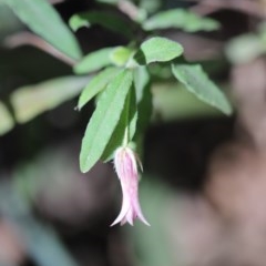 Billardiera mutabilis (Climbing Apple Berry, Apple Berry, Snot Berry, Apple Dumblings, Changeable Flowered Billardiera) at Mystery Bay, NSW - 3 Nov 2020 by LocalFlowers