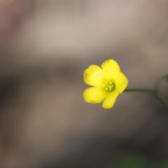 Oxalis sp. (Wood Sorrel) at Mystery Bay, NSW - 3 Nov 2020 by LocalFlowers