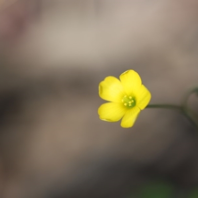 Oxalis sp. (Wood Sorrel) at Mystery Bay, NSW - 3 Nov 2020 by LocalFlowers