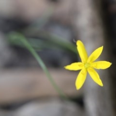 Hypoxis hygrometrica var. hygrometrica (Golden Weather-grass) at Mystery Bay, NSW - 4 Nov 2020 by LocalFlowers