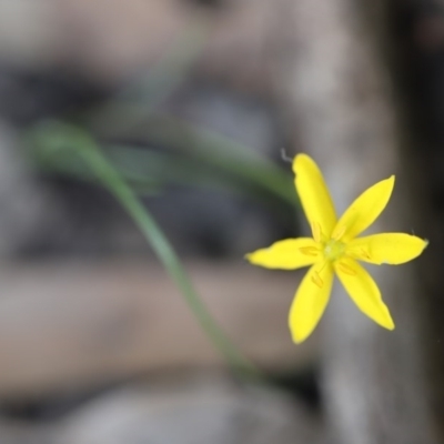 Hypoxis hygrometrica var. hygrometrica (Golden Weather-grass) at Mystery Bay, NSW - 3 Nov 2020 by LocalFlowers