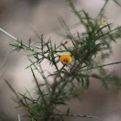 Daviesia ulicifolia subsp. ulicifolia (Gorse Bitter-pea) at Corunna, NSW - 2 Nov 2020 by LocalFlowers