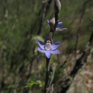 Thelymitra sp. (pauciflora complex) at Tralee, NSW - 4 Nov 2020