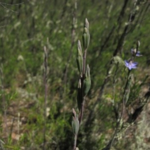 Thelymitra sp. (pauciflora complex) at Tralee, NSW - 4 Nov 2020